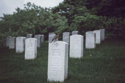 Close-up of cemetery