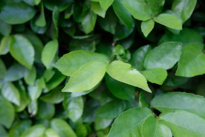 Full frame shot of green leaves