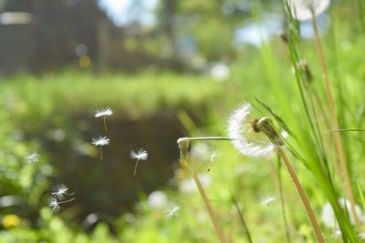 Close-up of dandelion on field