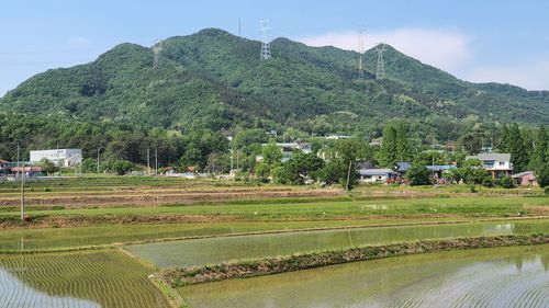 Scenic view of agricultural field against sky