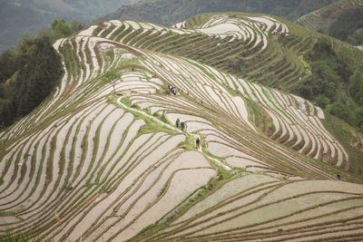 High angle view of agricultural field