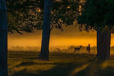 Silhouette trees on field against sky during sunset