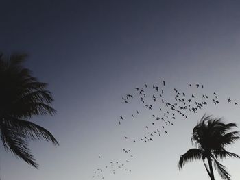 Low angle view of silhouette birds flying against clear sky