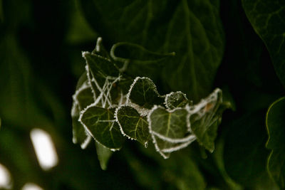 Close-up of plant