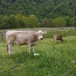 Cows standing on field against trees