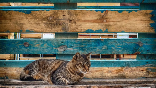 Cat sitting on wood against built structure