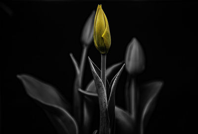 Close-up of white flowering plant against black background