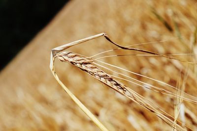 Close-up of stalks against blurred background
