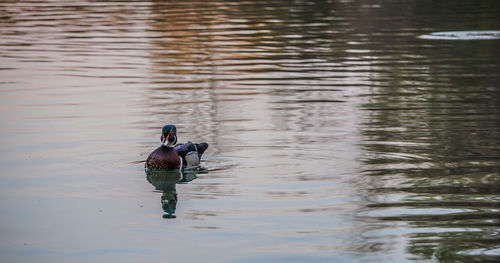 High angle view of mandarin duck swimming on lake