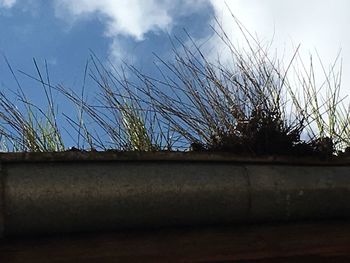 Low angle view of bare trees against sky