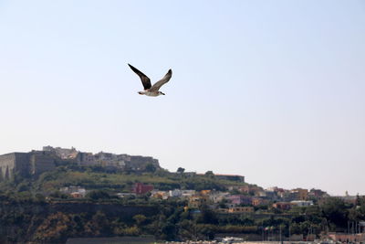 Low angle view of seagull flying
