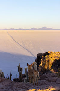 View of a dog on mountain against sky