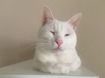 Close-up of cat sitting on floor