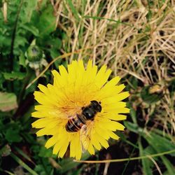 Close-up of bee pollinating on flower