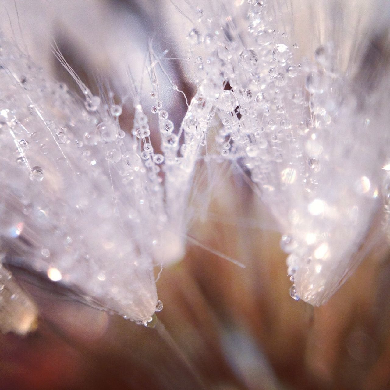 drop, water, close-up, wet, fragility, freshness, ice, nature, selective focus, beauty in nature, flower, focus on foreground, purity, frozen, cold temperature, season, transparent, full frame, detail, dew