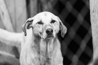 Close-up portrait of dog sitting on floor