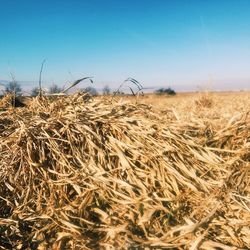 Crops growing on field against clear sky