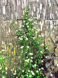 Ivy growing on tree