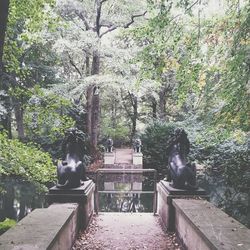 Trees in park