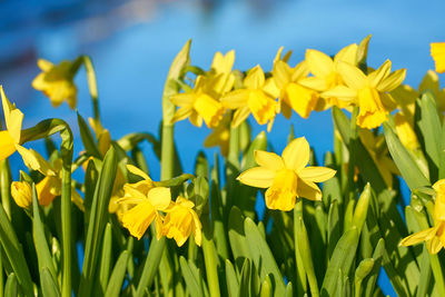 Close-up of yellow daffodil flowers on field