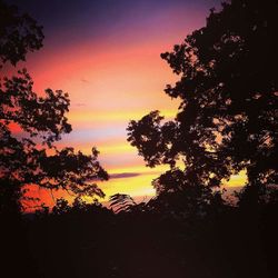 Silhouette trees against sky during sunset