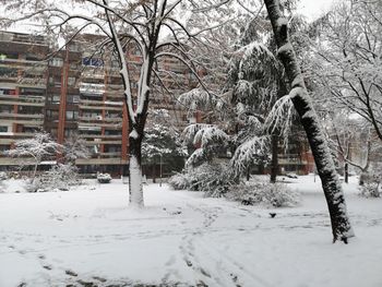 Snow covered bare trees by building