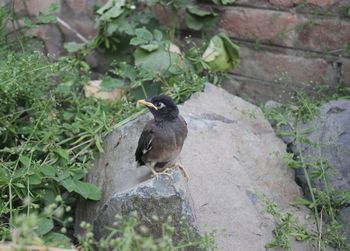 High angle view of bird perching on rock