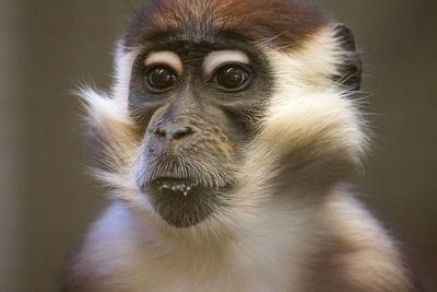 Portrait of monkey