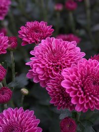 Close-up of pink flowering plants in park