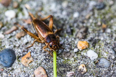 Close-up of insect on rock