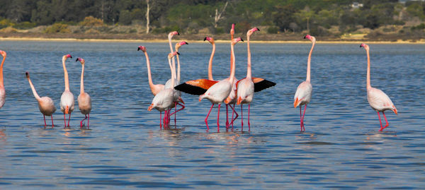 Side view of birds in water