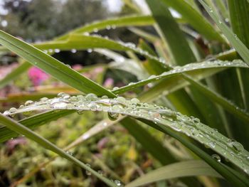 Close-up of wet plant during rainy season