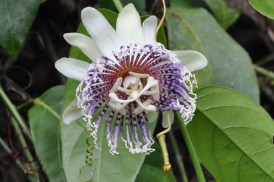 Close-up of purple flowering plant