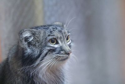 Close-up of a cat looking away