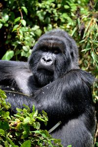 Mountain gorilla in rwanda volcanic mountains