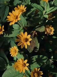 High angle view of yellow flowering plants