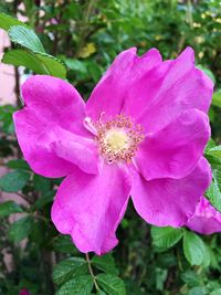 Close-up of pink flower