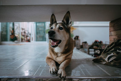 Portrait of dog sitting on floor at home