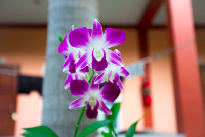 Close-up of pink flowering plant