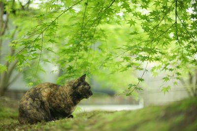 animal