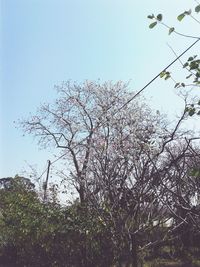 Low angle view of tree against clear sky