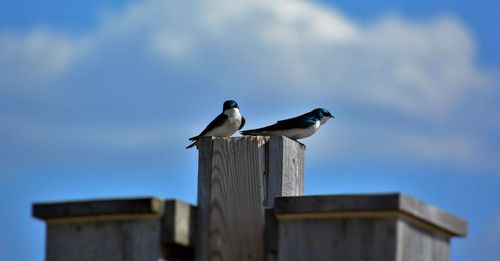 Low angle view of seagull perching on railing