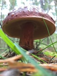 Close-up of mushroom growing on tree