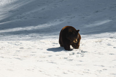 Dog running on snow covered land