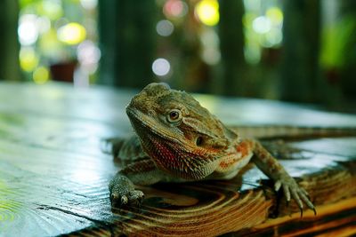 Close-up of lizard