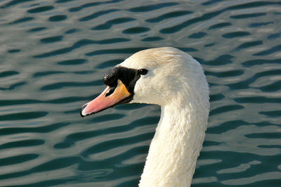 Close-up of swan swimming on lake