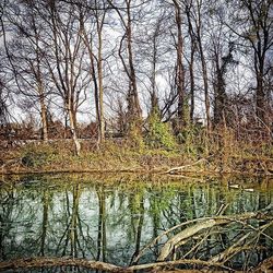 Reflection of bare trees in lake