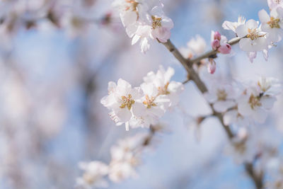 Close-up of white cherry blossom