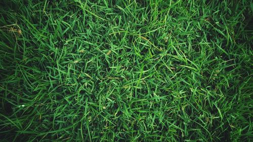 Full frame shot of green grass