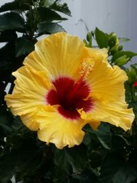 Close-up of yellow flower